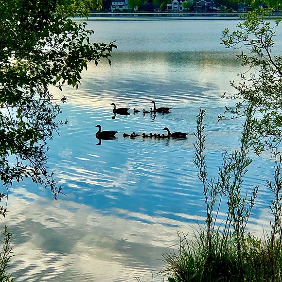 Meet your Posher, Trixie Dust - Picture 4 of 4